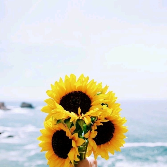 sunflowerkimi